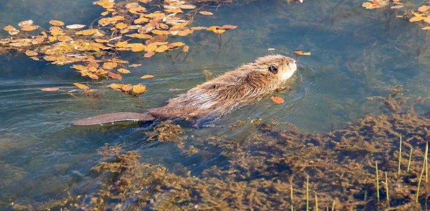 Recently released beaver in Plumas County pond.